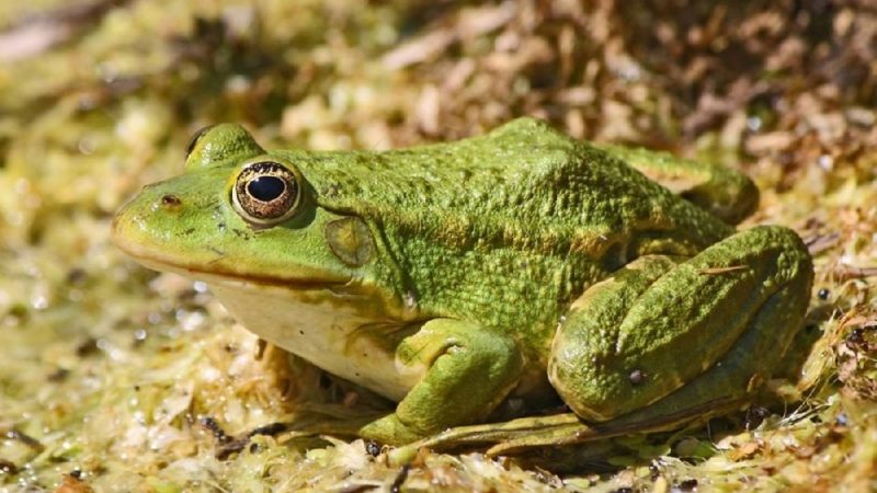  Чем полезны лягушки и жабы?
