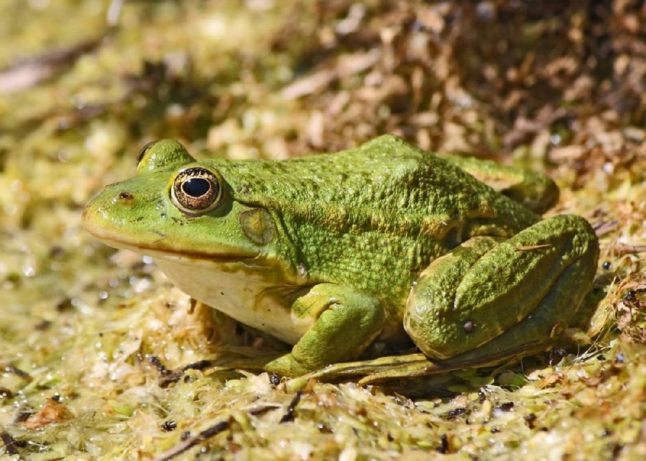  Чем полезны лягушки и жабы?