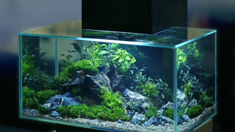 Каким должен быть идеальный аквариум для ваших рыб?