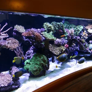 Рифовый аквариум — что это такое
