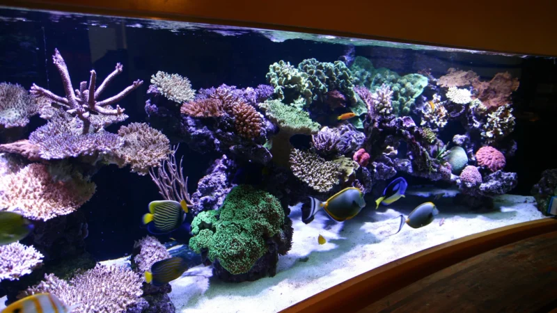 Рифовый аквариум — что это такое