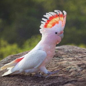 Самые популярные виды попугаев