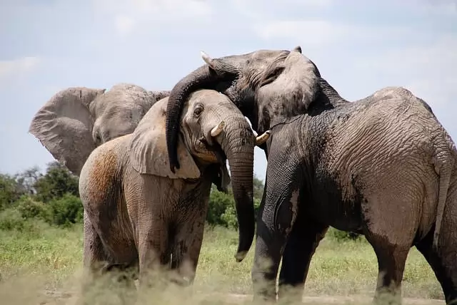 Слон со слоненком