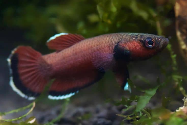 Betta Channoides