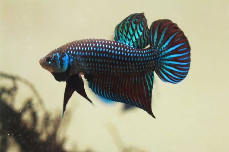 Betta Mahachaiensis